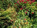 gal/holiday/Yeovil Area 2007 - Tintihull Gardens/_thb_Tintinhull_Gardens_P1010016.jpg